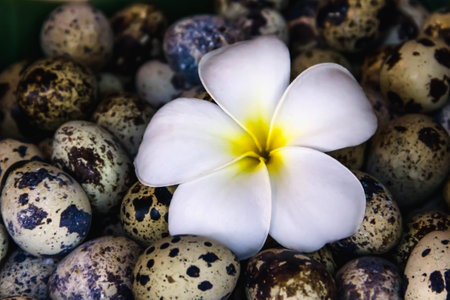 Closeup Plumeria flowers on the quail eggsの写真素材
