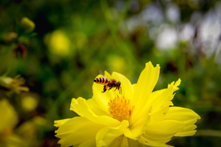 Bee flying on yellow flowersの写真素材