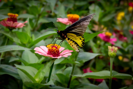 Yellow and black Butterfly on flower