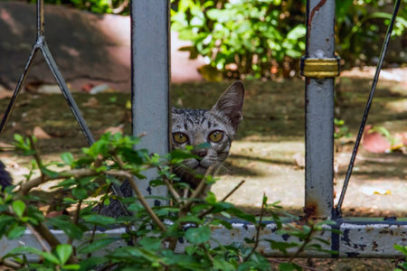 A cat with eyes looking at meの写真素材