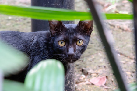 The black cat is staring at the groundの写真素材