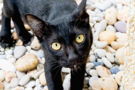 The black cat is staring at the groundの写真素材