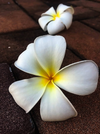 White and yellow plumeria flowers on the floorの写真素材