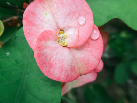 Closeup Poi Sian flowers pink and greenの写真素材