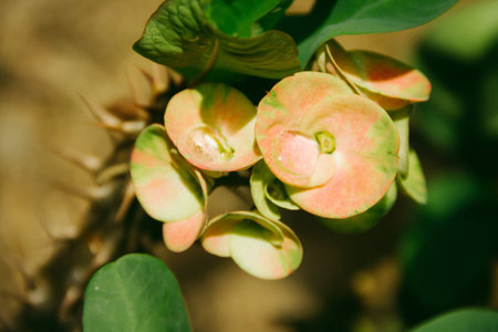 Closeup Poi Sian flowers pink and greenの写真素材