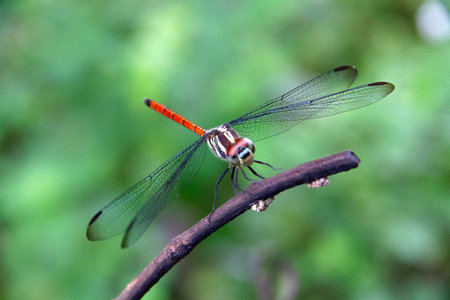 Closeup Dragonfly Island on a branchの写真素材