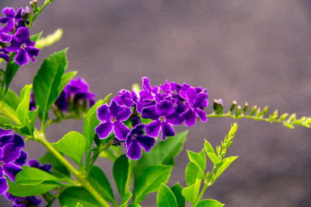 Purple flowers are a bunch of green backgrounds blurredの写真素材
