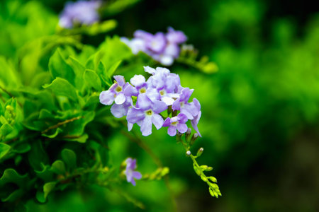 Purple flowers are a bunch of green backgrounds blurredの写真素材