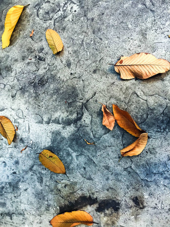 Leaves on concrete floorの写真素材