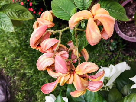 Closeup orange flower blurry backgroundの写真素材