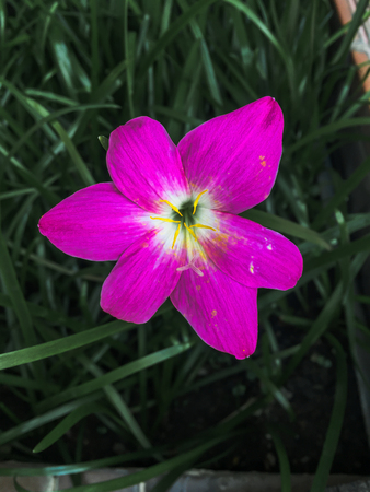 Closeup pink flowers on dark backgroundの写真素材