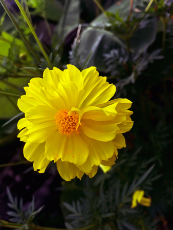 Closeup yellow flower on blurry backgroundの写真素材