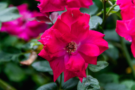 Closeup purple rose on blurry backgroundの写真素材