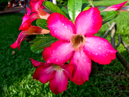 Closeup pink azalea flowers on dark backgroundの写真素材