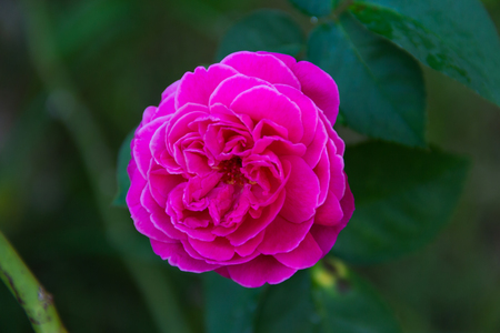 Close-up Red rose On a green blurred backgroundの写真素材