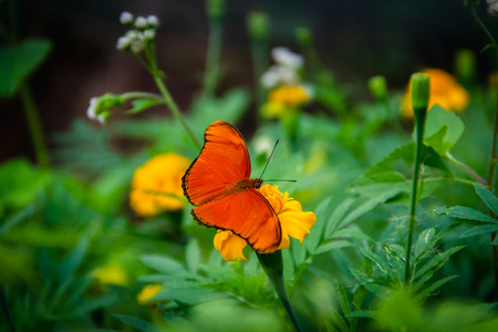 Orange butterfly in a green flower gardenの写真素材