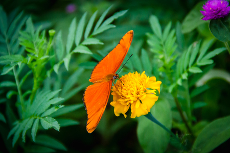 Orange butterfly in a green flower gardenの写真素材