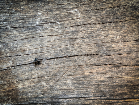 Old bark pattern, white color, backgroundの写真素材