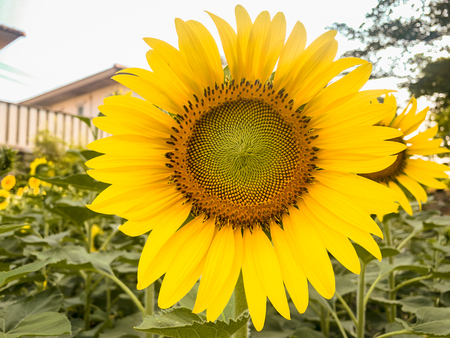 Sunflower in sunny outdoor gardenの写真素材
