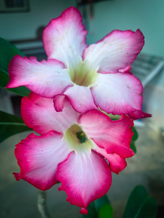 Closeup pink azalea flowers on dark backgroundの写真素材