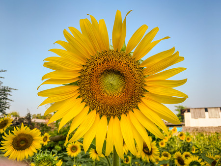Sunflower in sunny outdoor gardenの写真素材