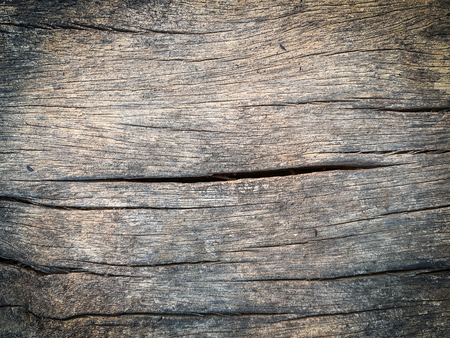 Old bark pattern, white color, backgroundの写真素材