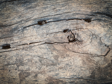 Old bark pattern, white color, backgroundの写真素材