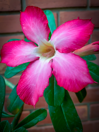 Closeup pink azalea flowers on dark backgroundの写真素材