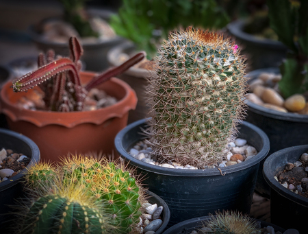 Many cactus trees in potsの写真素材