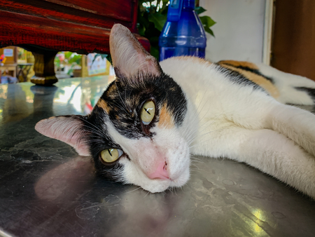White cat, black face Lying on the tableの写真素材