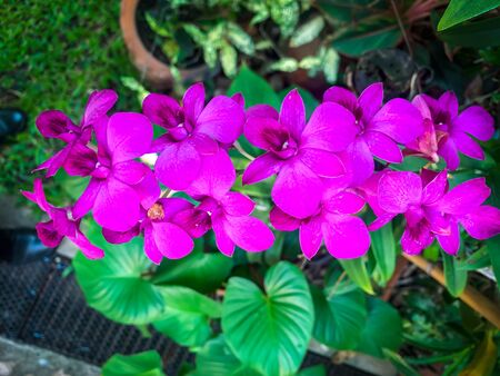 Purple orchid is a bunchの写真素材