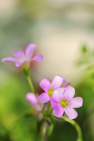 wildflower