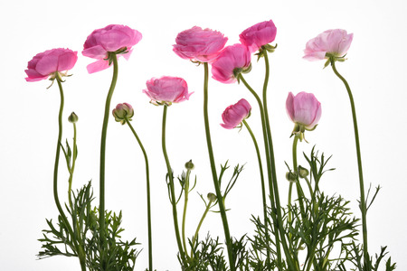 Pink flower Completely white background