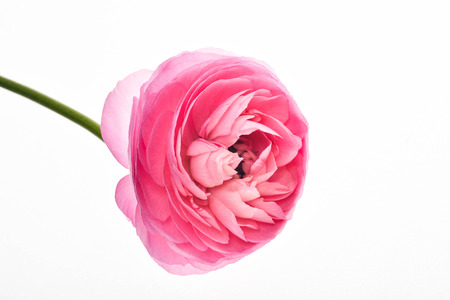Pink flower Completely white background