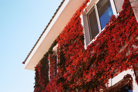 red ivy on the wall of a house, closeup of photo
