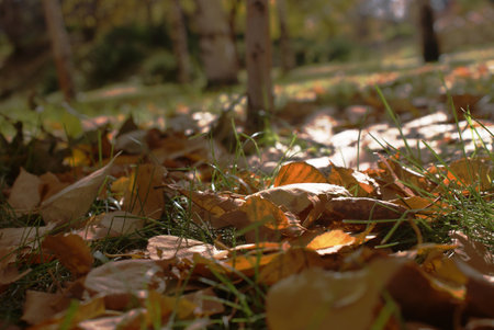 Fallen leaves on the ground in the park. Selective focus.の写真素材