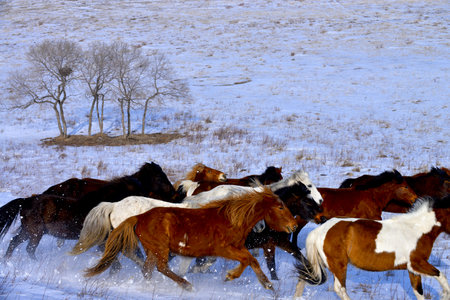 Herd of horses on a snowy meadow in the winter.の写真素材