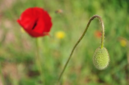 Corn poppy の写真素材