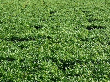parsley field の写真素材