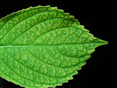 green leafの写真素材