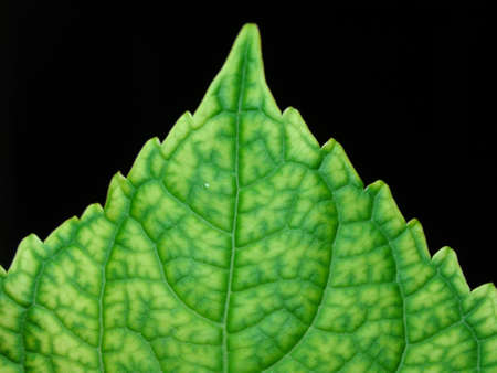 green leaf