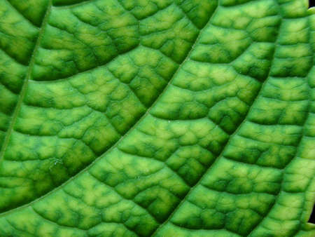 green leaf