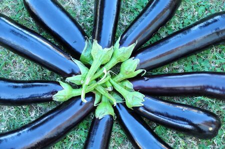 eggplantsの写真素材