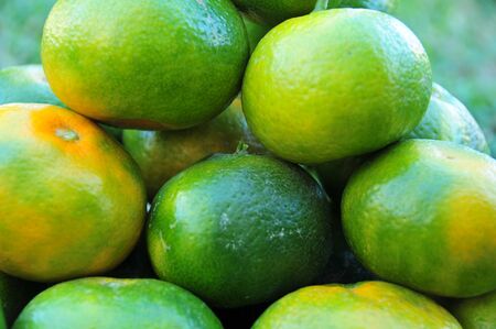  green mandarins の写真素材