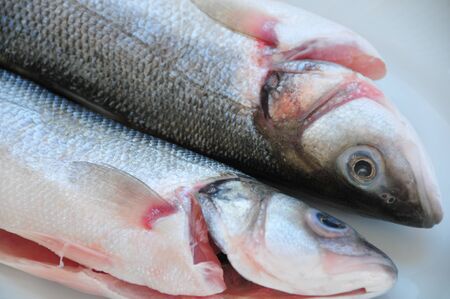 sea bass の写真素材