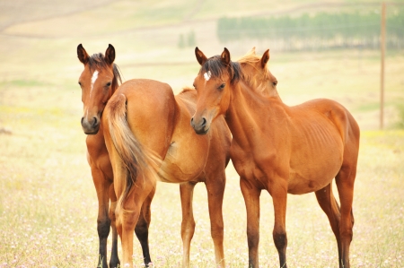 Horsesの写真素材