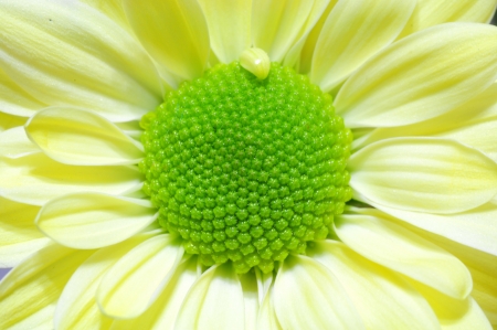 Daisyの写真素材