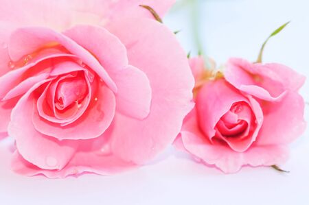 Pink Roseの写真素材