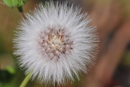 Dandelionの写真素材