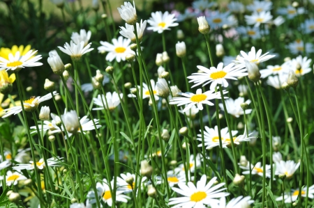 Daisiesの写真素材